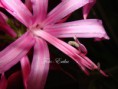 /album/ciko/dsc08298-copy-jpg/